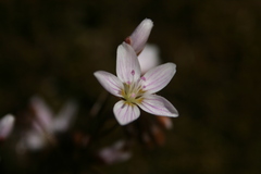 Claytonia