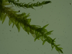 Rhynchostegium riparioides