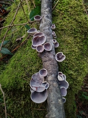 Auricularia nigricans