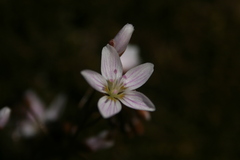 Claytonia