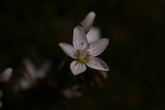 Claytonia