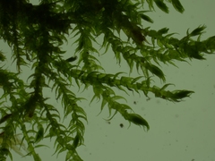 Hygroamblystegium