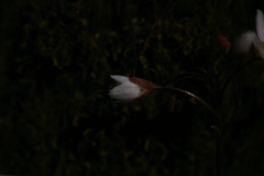 Claytonia