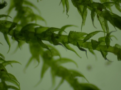 Hygroamblystegium