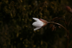 Claytonia
