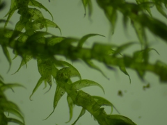 Hygroamblystegium