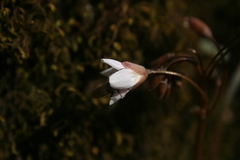 Claytonia