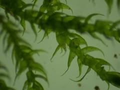 Hygroamblystegium