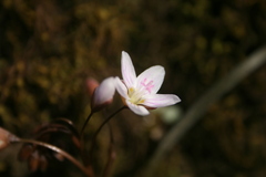 Claytonia