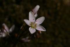 Claytonia