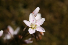 Claytonia