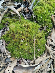 Pyrrhobryum spiniforme