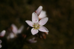 Claytonia
