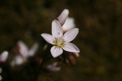 Claytonia