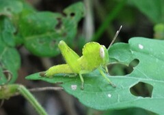 Abisares viridipennis