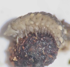 Endomychus biguttatus