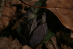 Mertensia virginica