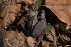Mertensia virginica