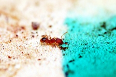 Pheidole