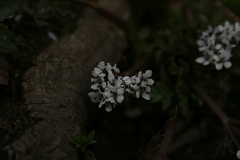 Erigenia bulbosa