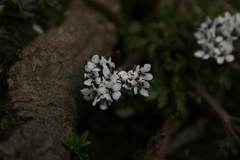 Erigenia bulbosa