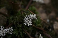 Erigenia bulbosa