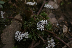 Erigenia bulbosa