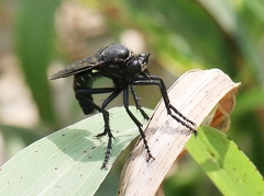 Dasypogon