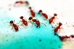 Pheidole