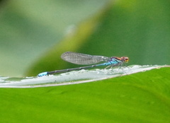 Pseudagrion punctum