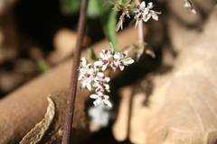 Erigenia bulbosa