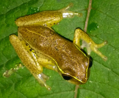 Dendropsophus