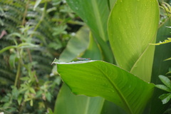 Pseudagrion punctum