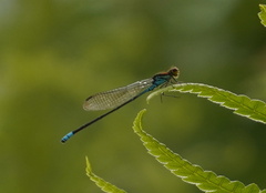 Pseudagrion punctum