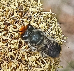 Megachile aurifrons
