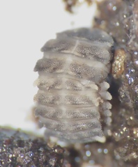 Endomychus biguttatus