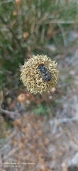 Megachile aurifrons