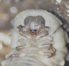 Endomychus biguttatus