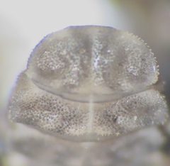 Endomychus biguttatus