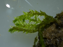 Rhynchostegium riparioides