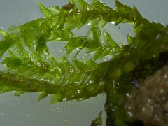 Rhynchostegium riparioides