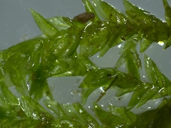 Rhynchostegium riparioides