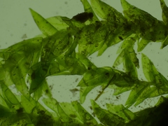 Rhynchostegium riparioides