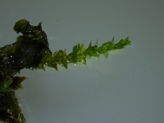 Rhynchostegium riparioides