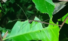 Sipyloidea larryi