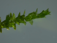 Rhynchostegium riparioides