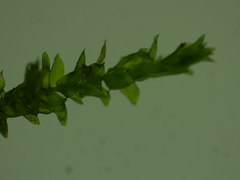 Rhynchostegium riparioides