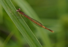 Agriocnemis exilis