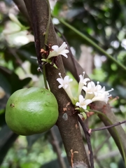 Phaleria