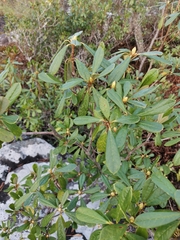 Rhododendron ciliicalyx